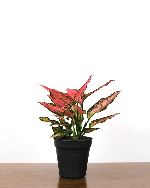 Aglaonema Cherry Baby in schwarzem Innentopf