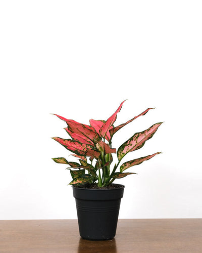 Aglaonema Cherry Baby in schwarzem Innentopf