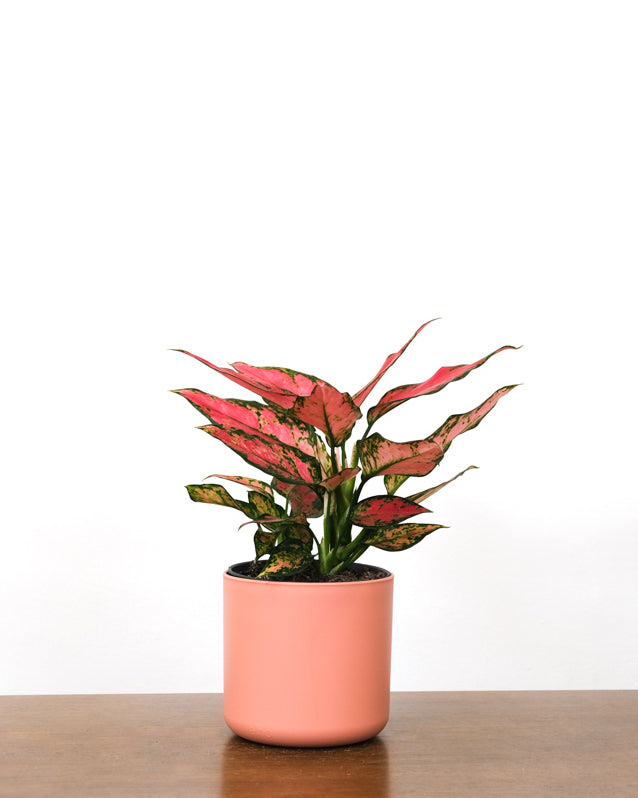 Aglaonema Cherry Baby in pinkem Topf