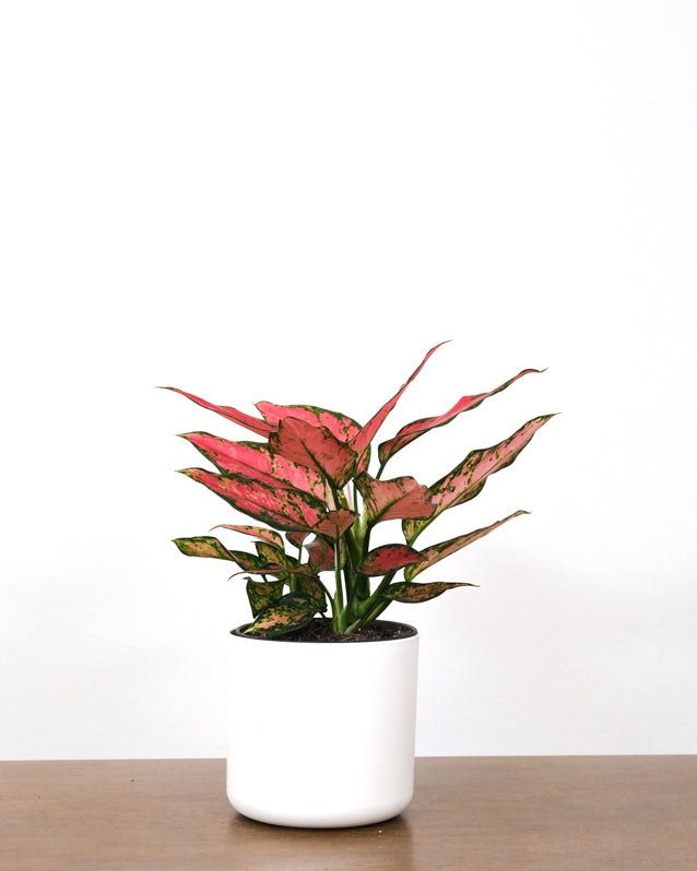Aglaonema Cherry Baby in weissem Topf