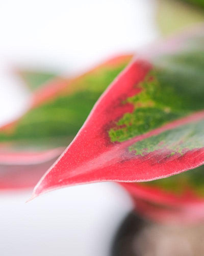 Detailaufnahme eines Blatts der Aglaonema Jungle Red