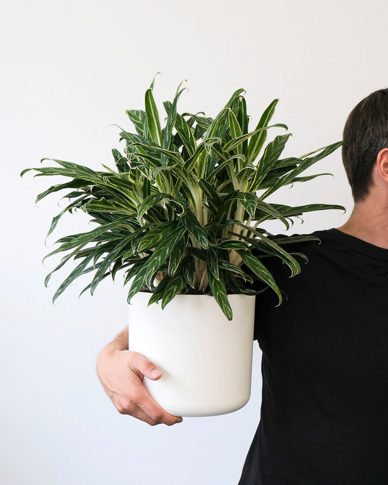 Eine Aglaonema Zebra Feathers in einem weissen Übertopf wird hochgehalten.