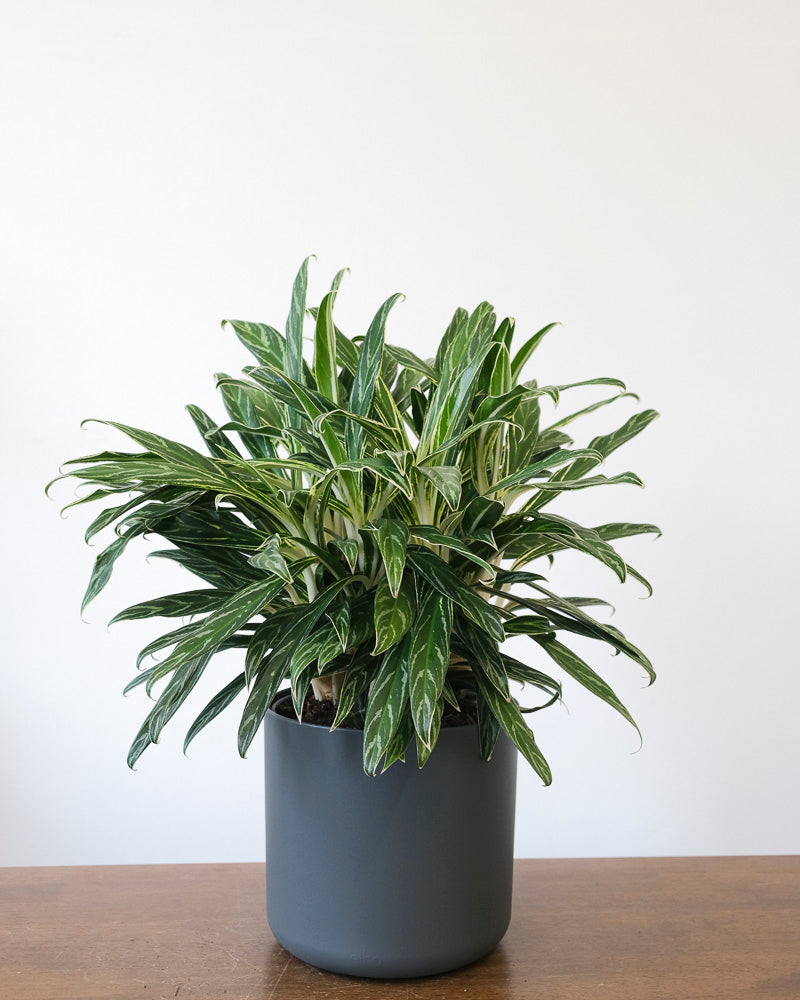 Eine Aglaonema Zebra Feathers steht in einem anthrazitfarbenen Übertopf auf einem Holztisch.