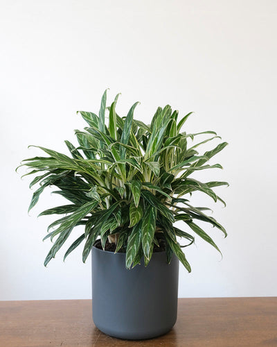 Eine Aglaonema Zebra Feathers steht in einem anthrazitfarbenen Übertopf auf einem Holztisch.