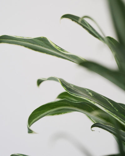 Detailaufnahme der Blätter einer Aglaonema Zebra Feathers.
