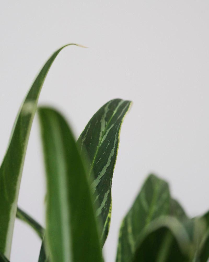 Detailaufnahme der Blätter einer Aglaonema Zebra Feathers.