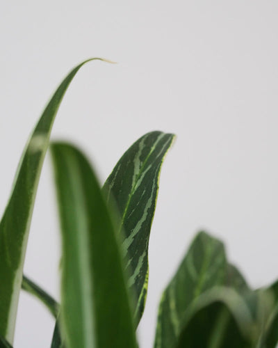 Detailaufnahme der Blätter einer Aglaonema Zebra Feathers.