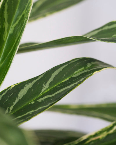 Nahaufnahme der Blätter einer Aglaonema Zebra Feathers.