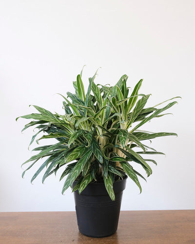 Eine Aglaonema Zebra Feathers steht in einem schwarzen Innentopf auf einem Holztisch.
