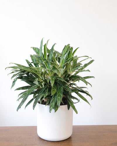 Eine Aglaonema Zebra Feathers steht in einem weissen Übertopf auf einem Holztisch.