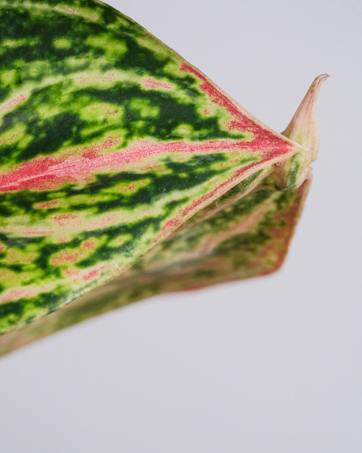 Nahaufnahme von einem Aglaonema Cocomelon Blatt