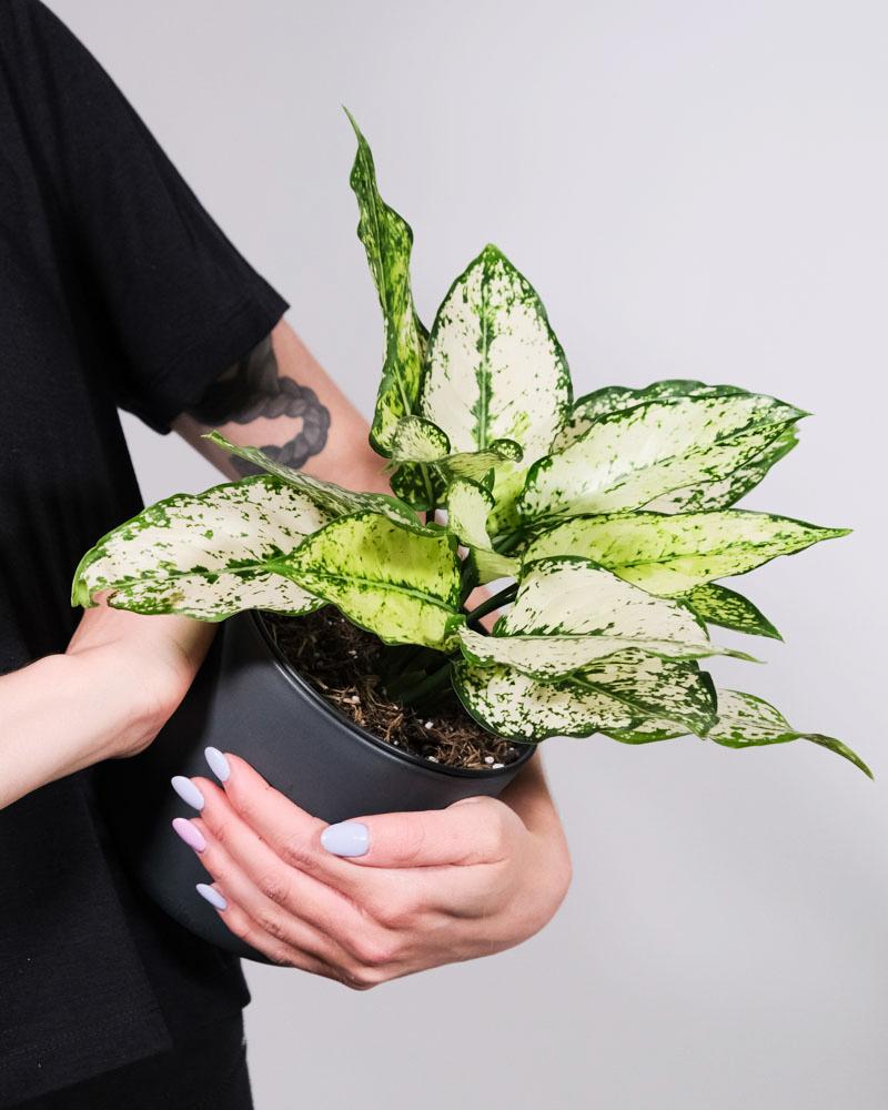 Frau mit tattoo auf dem Arm hält eine Aglaonema 'kiwi' im Arm vor einer weissen Wand