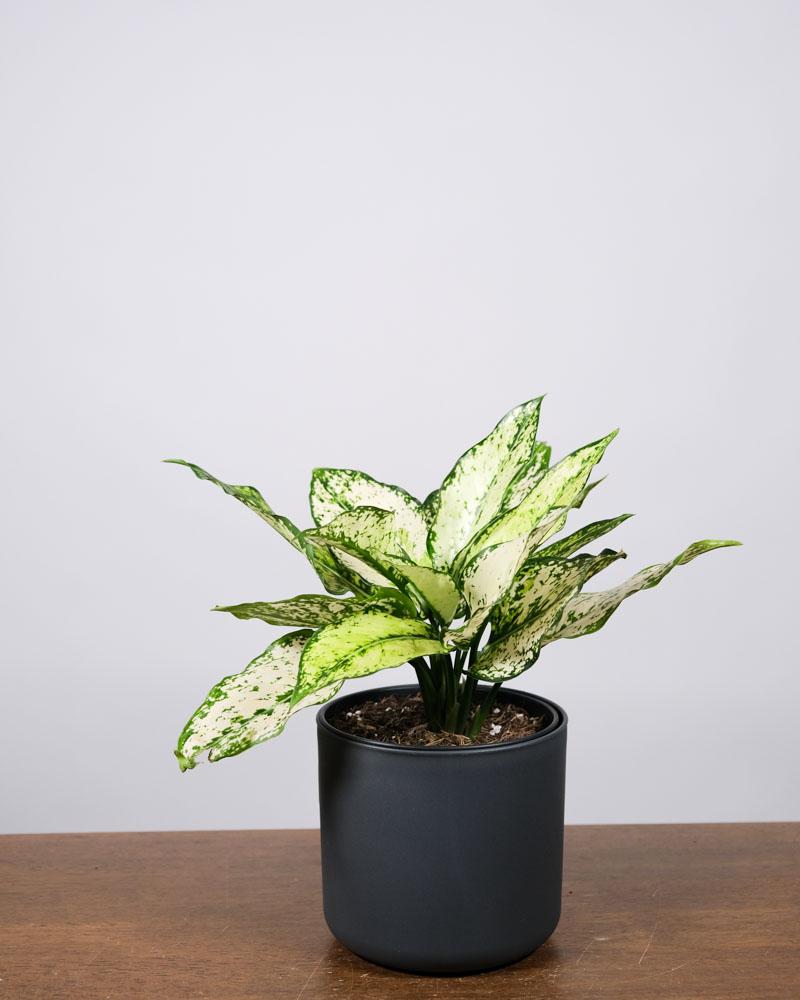 Aglaonema 'kiwi' in einem anthrazitfarbenen Topf auf einem Holztisch vor einer weissen Wand