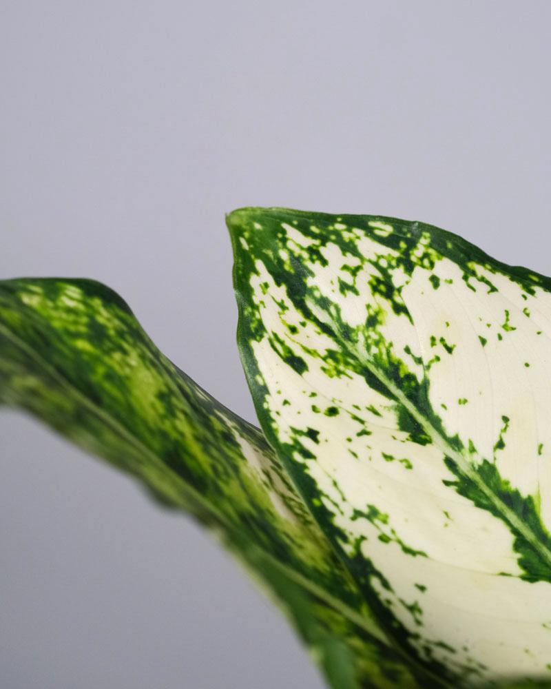 Detail eines Blatt einer Aglaonema 'kiwi'