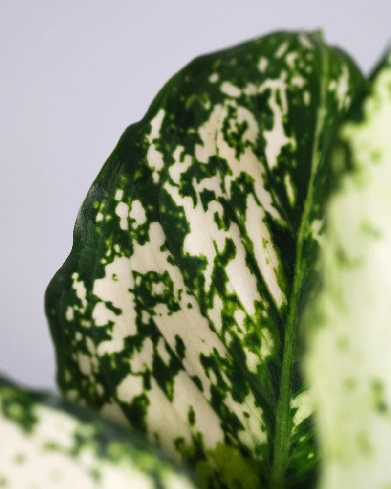 Detail eines Blatt einer Aglaonema 'kiwi'