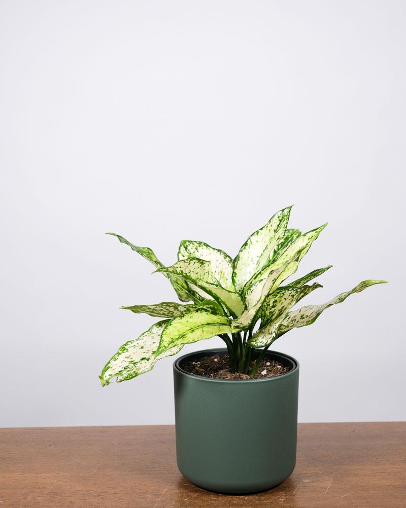 Aglaonema 'kiwi' in einem grünen Topf auf einem Holztisch vor einer weissen Wand