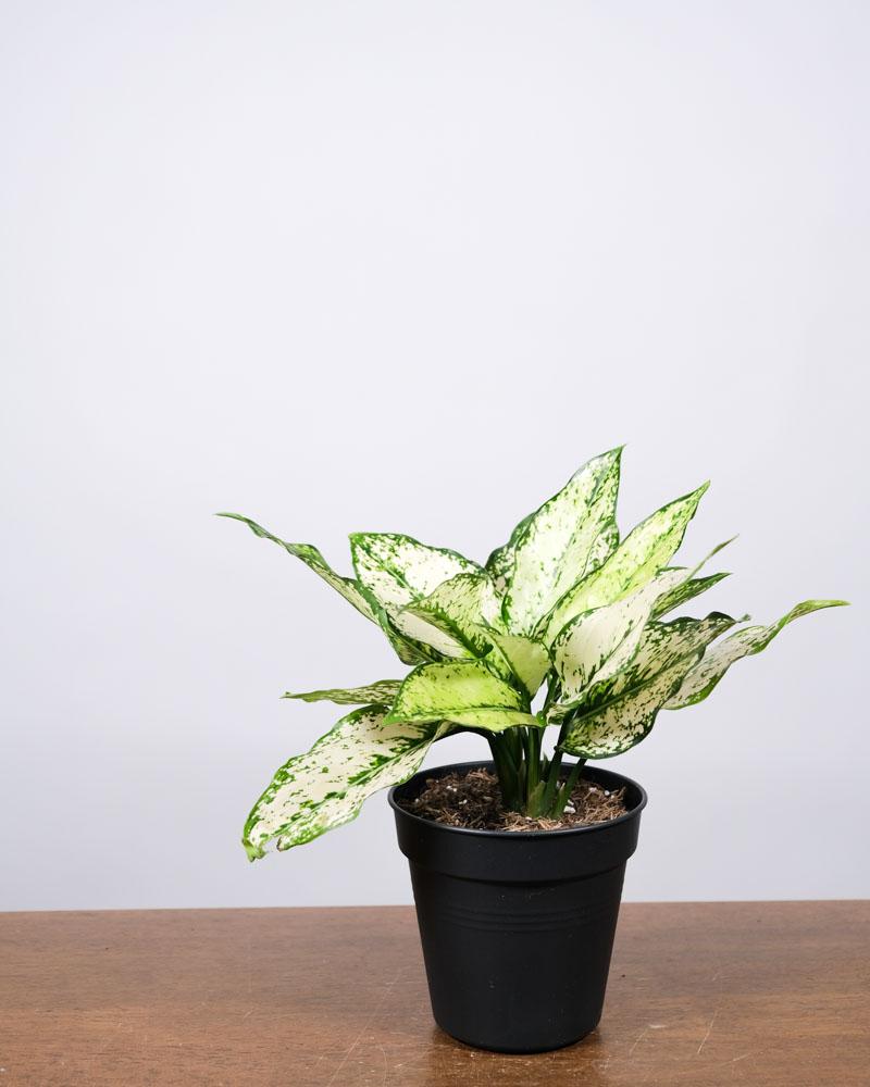 Aglaonema 'kiwi' in einem schwarzen Innentopf auf einem Holztisch vor einer weissen Wand