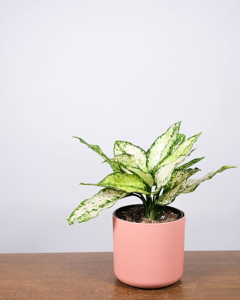 Aglaonema 'kiwi' in einem pinken Topf auf einem Holztisch vor einer weissen Wand