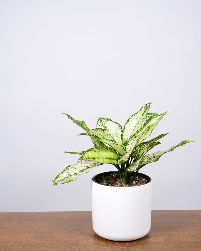 Aglaonema 'kiwi' in einem weissen Topf auf einem Holztisch vor einer weissen Wand