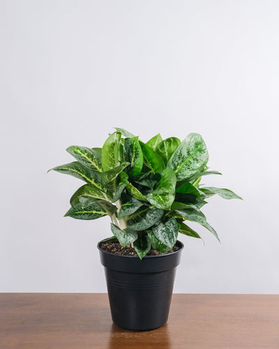 Aglaonema Lemon Mint  in einem schwarzen Innentopf