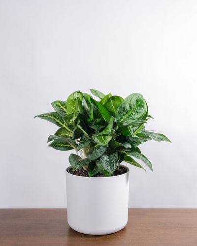 Aglaonema Lemon Mint in weissem Aussentopf