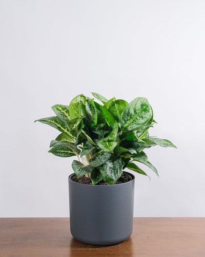 Aglaonema Lemon Mint  in anthrazitfarbenem Aussentopf