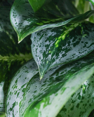 Nahaufnahme von Aglaonema Lemon Mint Blätter