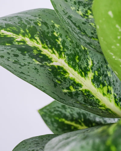 Nahaufnahme von Aglaonema Lemon Mint Blätter