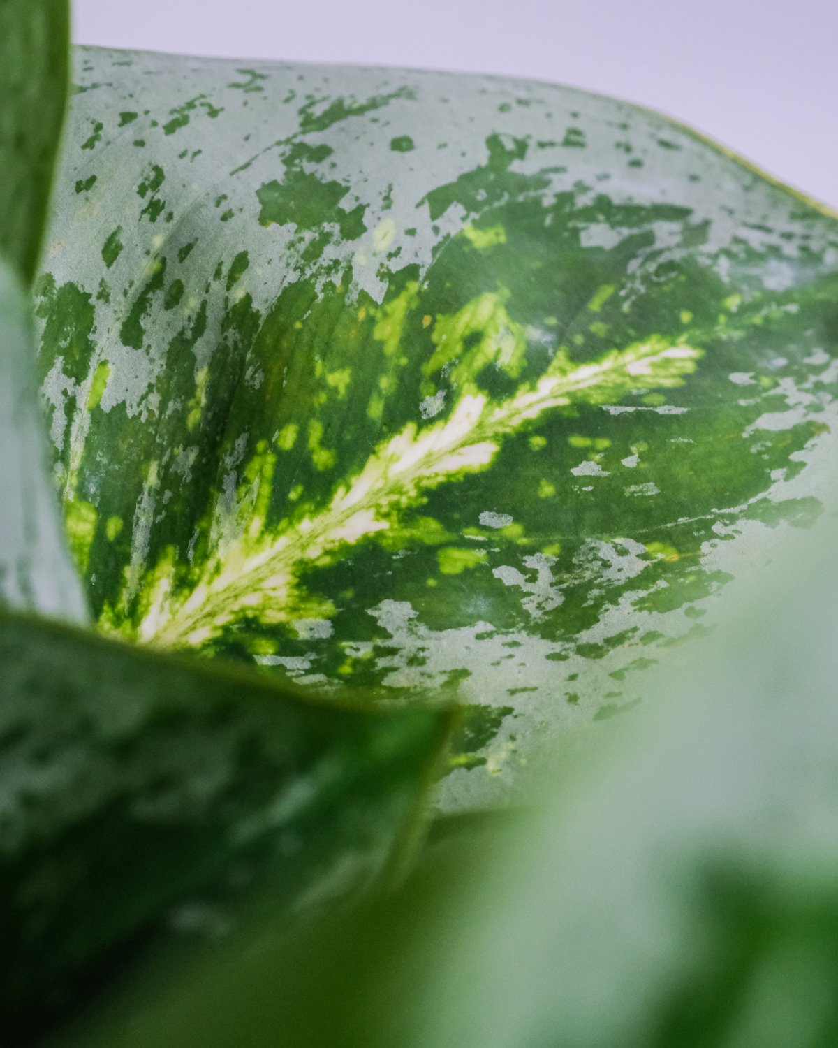 Nahaufnahme von einem Aglaonema Lemon Mint Blatt
