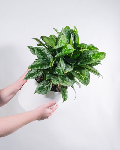 Aglaonema Lemon Mint  in weissem Aussentopf, gehalten von zwei Frauenhände
