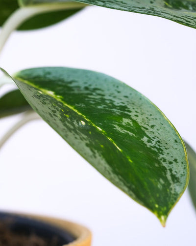 Detailaufnahme eines Blattes einer Aglaonema Lemon Mint.