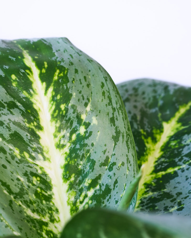 Nahaufnahme eines Blattes einer Aglaonema Lemon Mint.