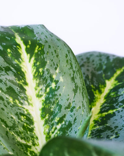 Nahaufnahme eines Blattes einer Aglaonema Lemon Mint.
