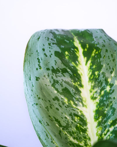 Nahaufnahme eines Blattes einer Aglaonema Lemon Mint.