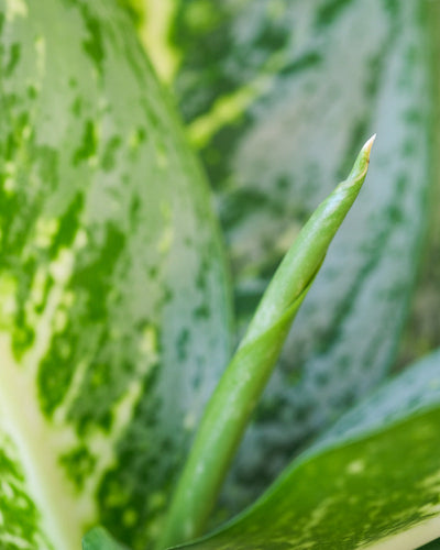 Nahaufnahme eines neuen Blattes einer Aglaonema Lemon Mint.