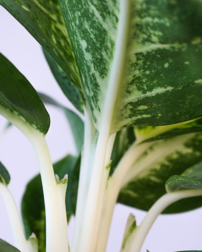 Nahaufnahme der Stängel einer Aglaonema Lemon Mint.