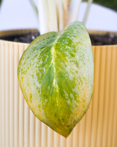 Altes Blatt einer Aglaonema Lemon Mint, das gelb wird.