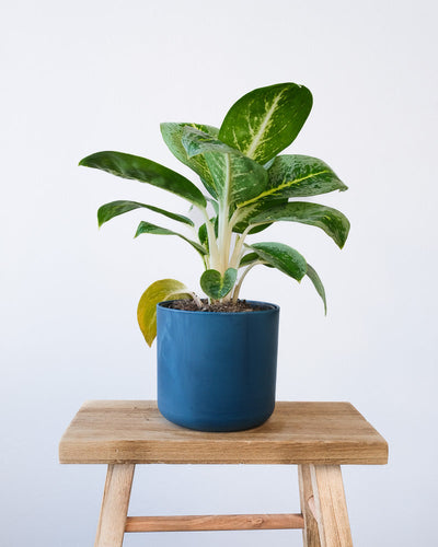 Eine Aglaonema Lemon Mint in einem dunkelblauen Ocean-Topf.