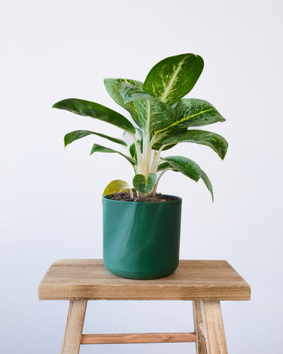 Eine Aglaonema Lemon Mint in einem dunkelgrünen Ocean-Topf.