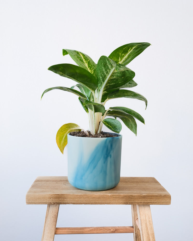 Eine Aglaonema Lemon Mint in einem hellblauen Ocean-Topf.