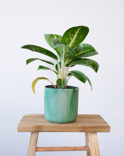 Eine Aglaonema Lemon Mint in einem hellgrünen Ocean-Topf.