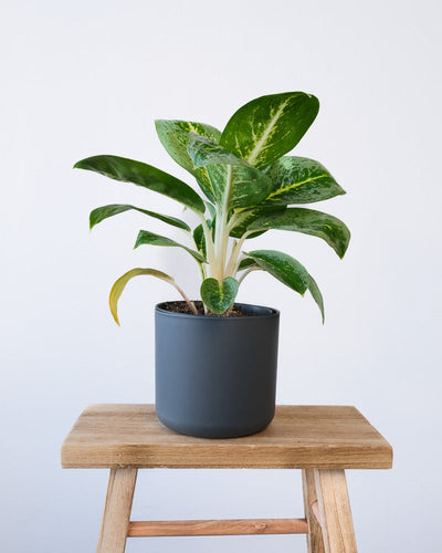 Eine Aglaonema Lemon Mint in einem anthrazitfarbenen Soft-Topf.