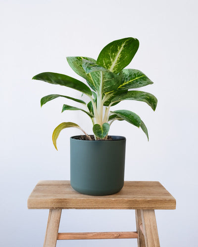 Eine Aglaonema Lemon Mint in einem grünen Soft-Topf.