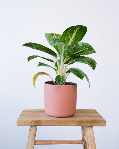 Eine Aglaonema Lemon Mint in einem pinken Soft-Topf.