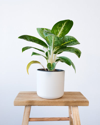 Eine Aglaonema Lemon Mint in einem weissen Soft-Topf.