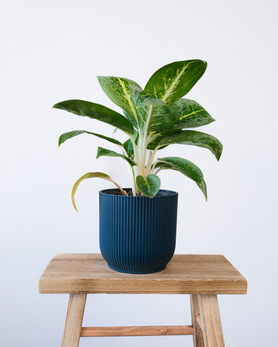 Eine Aglaonema Lemon Mint in einem dunkelblauen Vibes-Topf.