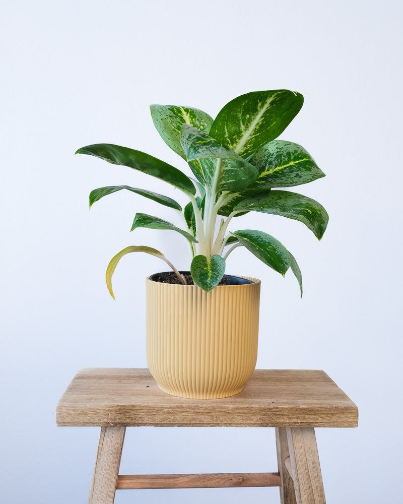 Eine Aglaonema Lemon Mint in einem gelben Vibes-Topf.
