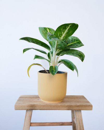 Eine Aglaonema Lemon Mint in einem gelben Vibes-Topf.