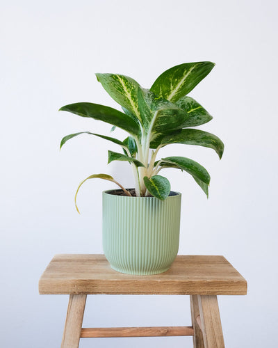 Eine Aglaonema Lemon Mint in einem mintfarbenen Vibes-Topf.