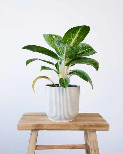 Eine Aglaonema Lemon Mint in einem weissen Vibes-Topf.
